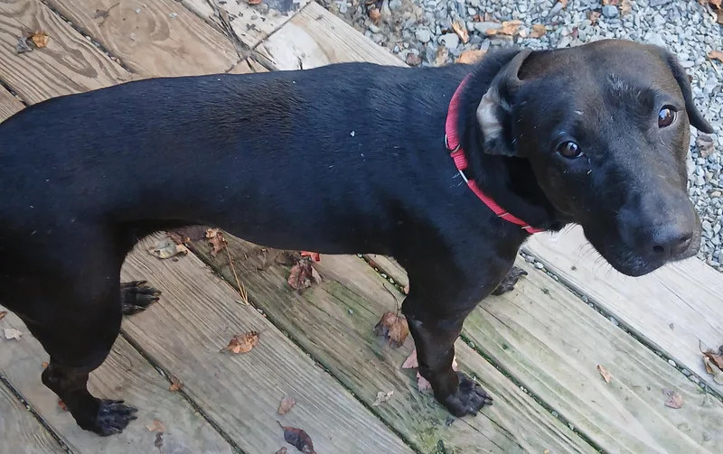 A young medium-sized female Black Labrador Retriever dog named Pebbles for adoption in Newfoundland, PA