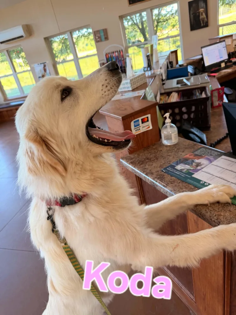 An adult large-sized female Great Pyrenees dog named Koda for adoption in Cedar Rapids, IA