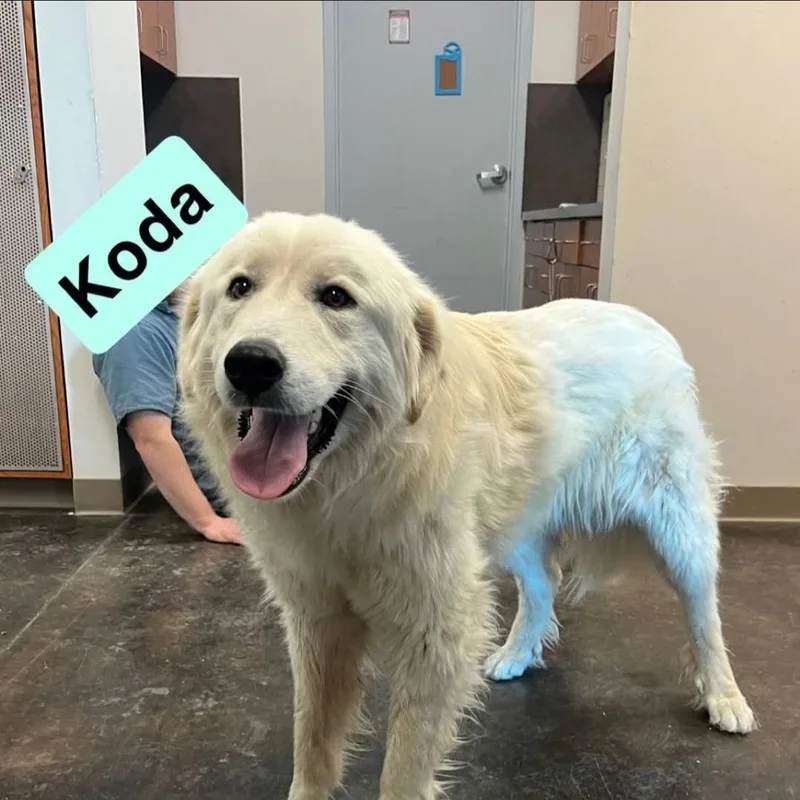 Koda thumbnail 2