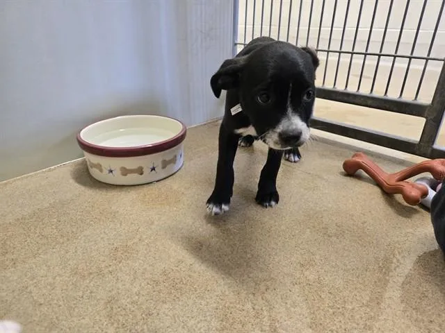 A baby small-sized male Bearded Collie dog named Nick for adoption in Santa Maria, CA