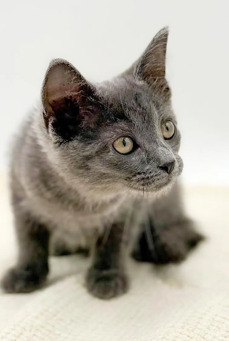 A baby small-sized female Gray / Blue / Silver Russian Blue cat named Lyla is silvery purrfection for adoption in Bedford Hills, NY
