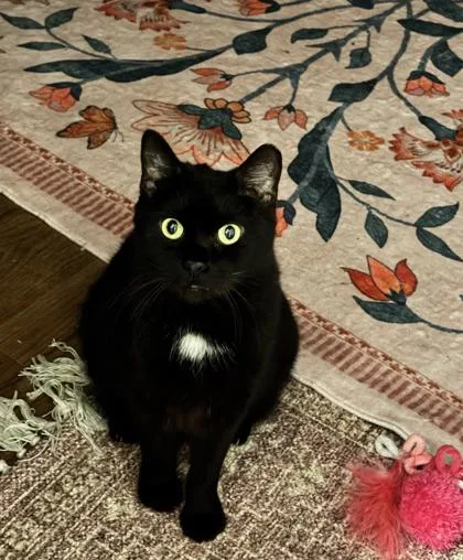 Ratatouille Goblin Shark thumbnail 2