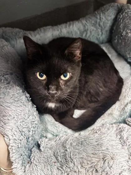 Ratatouille Goblin Shark