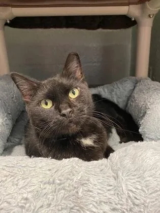 Ratatouille Goblin Shark thumbnail 4