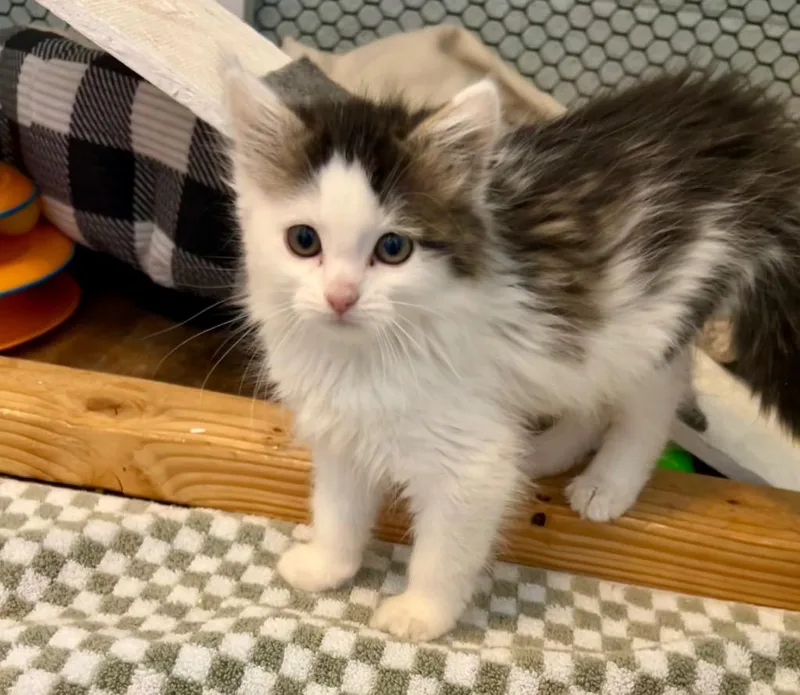 A baby small-sized female Domestic Medium Hair cat named Fish for adoption in Cottonwood, AZ
