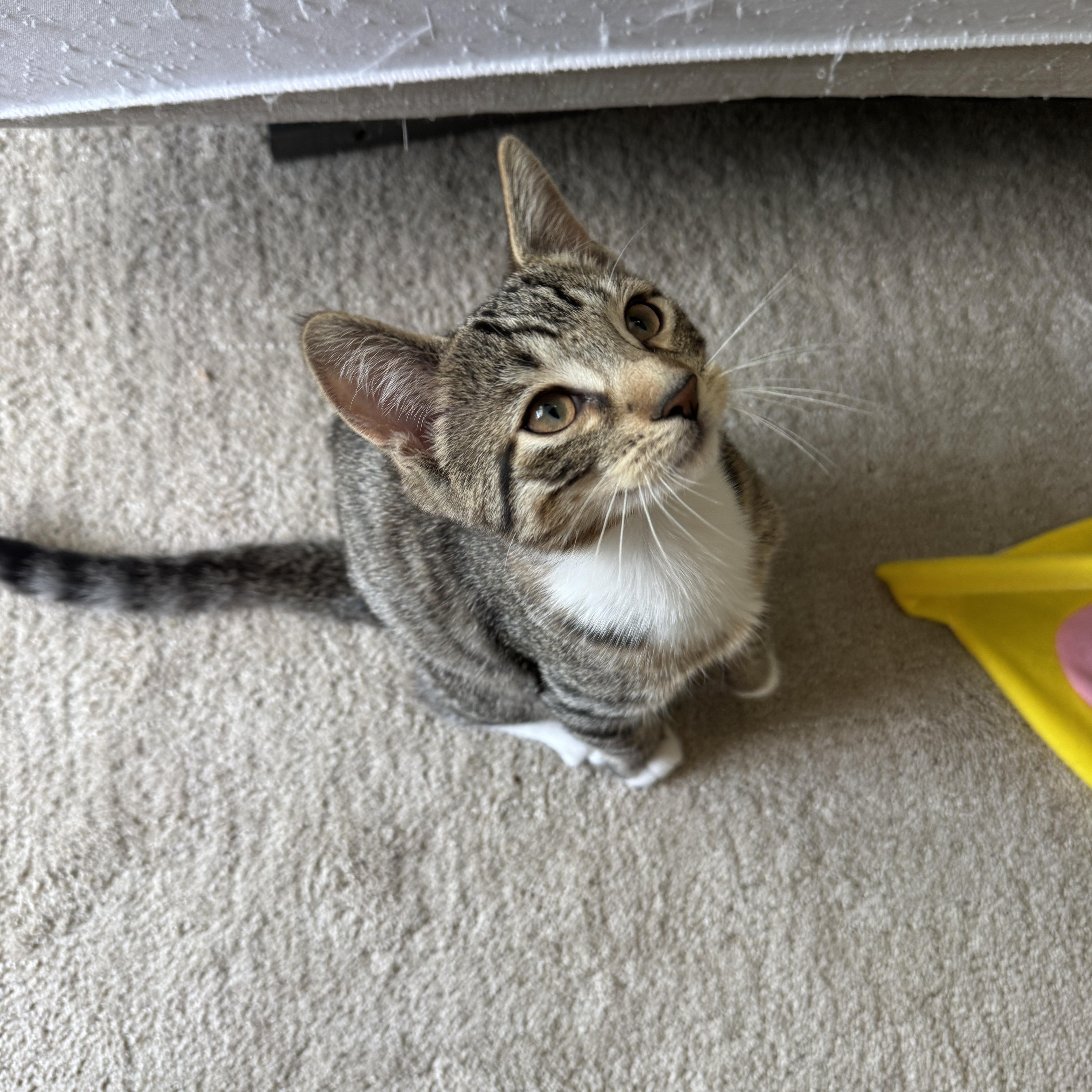 A young medium-sized male Tabby (Brown / Chocolate) Domestic Short Hair cat named Pogo for adoption in Cleveland Heights, OH