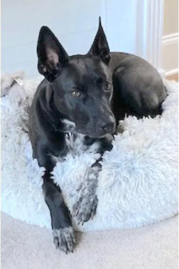 Emilia Fontana thumbnail 3