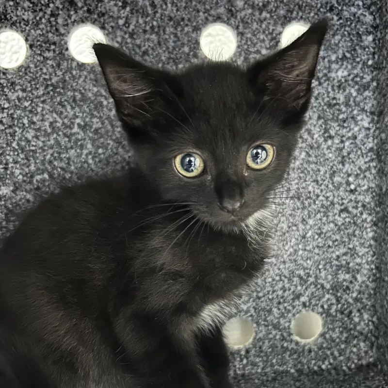 A baby small-sized female Black Domestic Short Hair cat named Spider for adoption in Greenville, SC