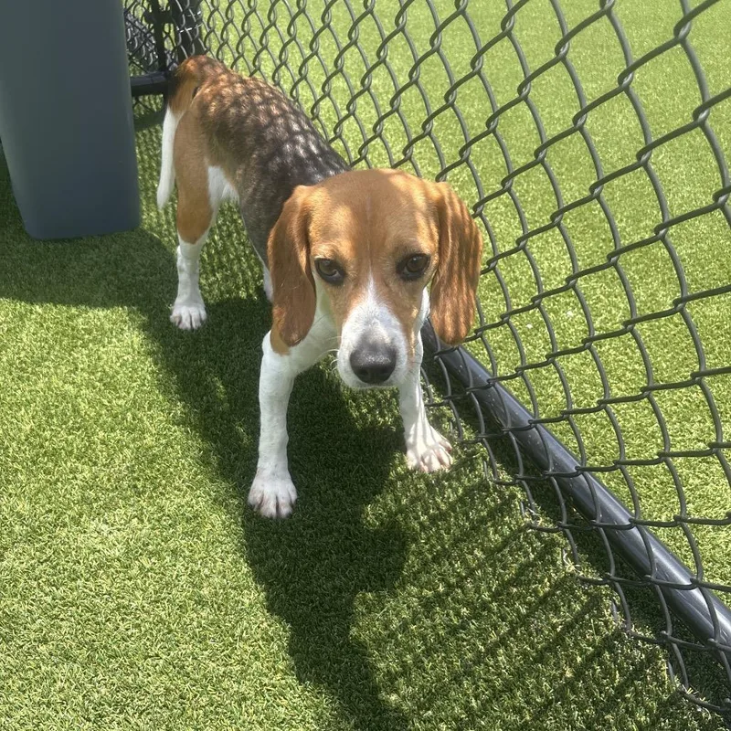 A young small-sized female White / Cream Beagle dog named Pixie aka Star for adoption in LOXAHATCHEE, FL