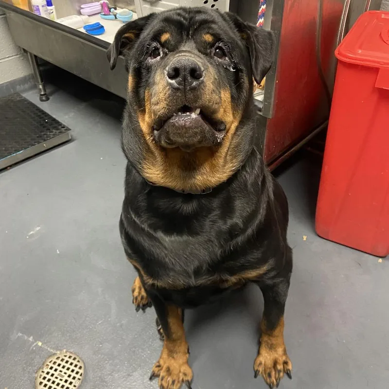 A senior extra large-sized male Black Mixed Breed dog named Beethoven for adoption in Allentown, PA