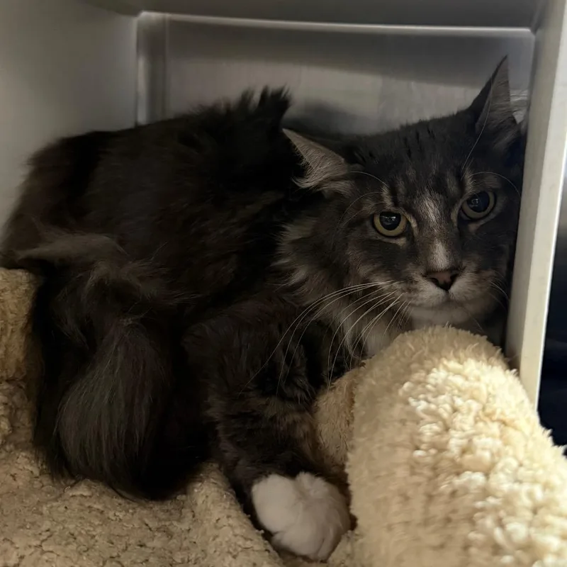 An adult small-sized male Gray / Blue / Silver Domestic Medium Hair cat named Blue Daddy Is At for adoption in Cedaredge, CO