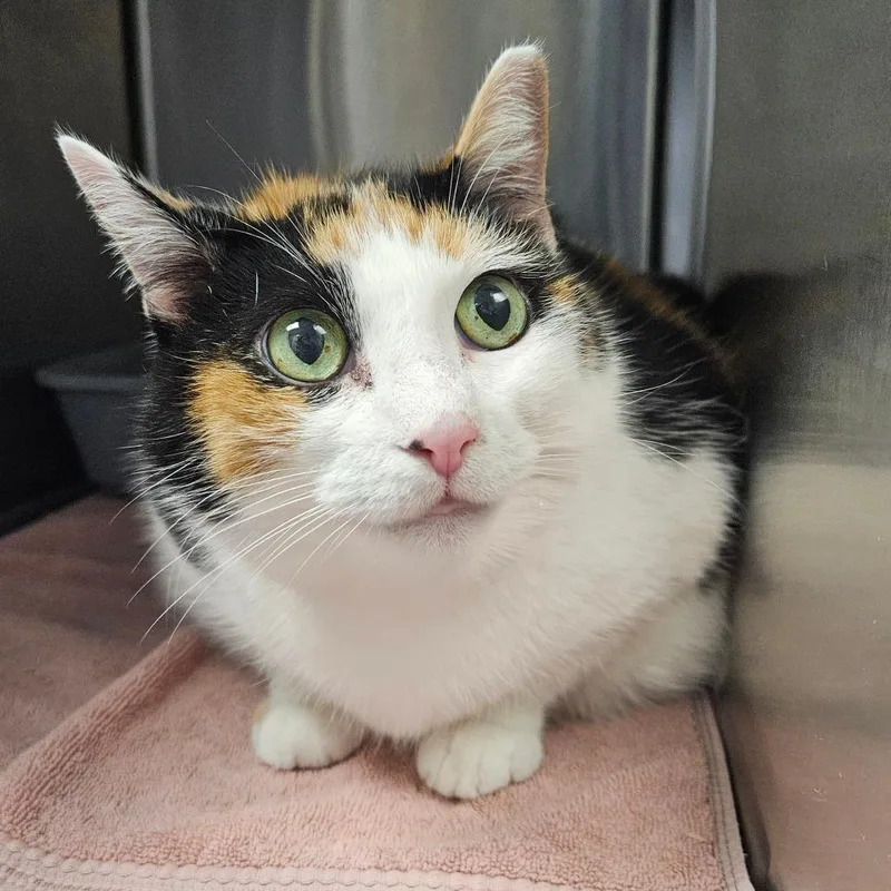 A senior large-sized female Calico Domestic Short Hair cat named Kali for adoption in Oneonta, NY