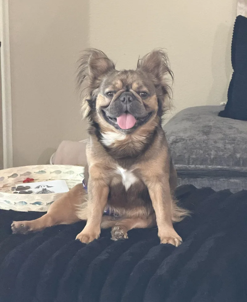 An adult medium-sized male Brown / Chocolate French Bulldog dog named Mufasa for adoption in Wills Point, TX