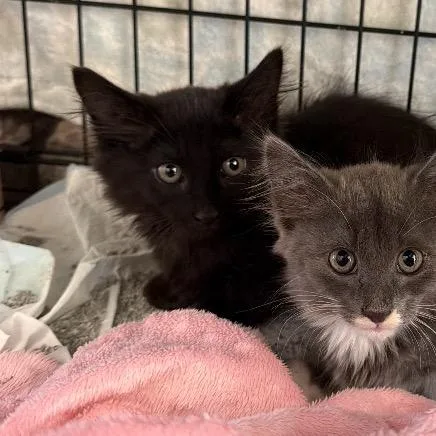 A baby small-sized male Black Domestic Long Hair cat named Clyde for adoption in Long Beach, CA