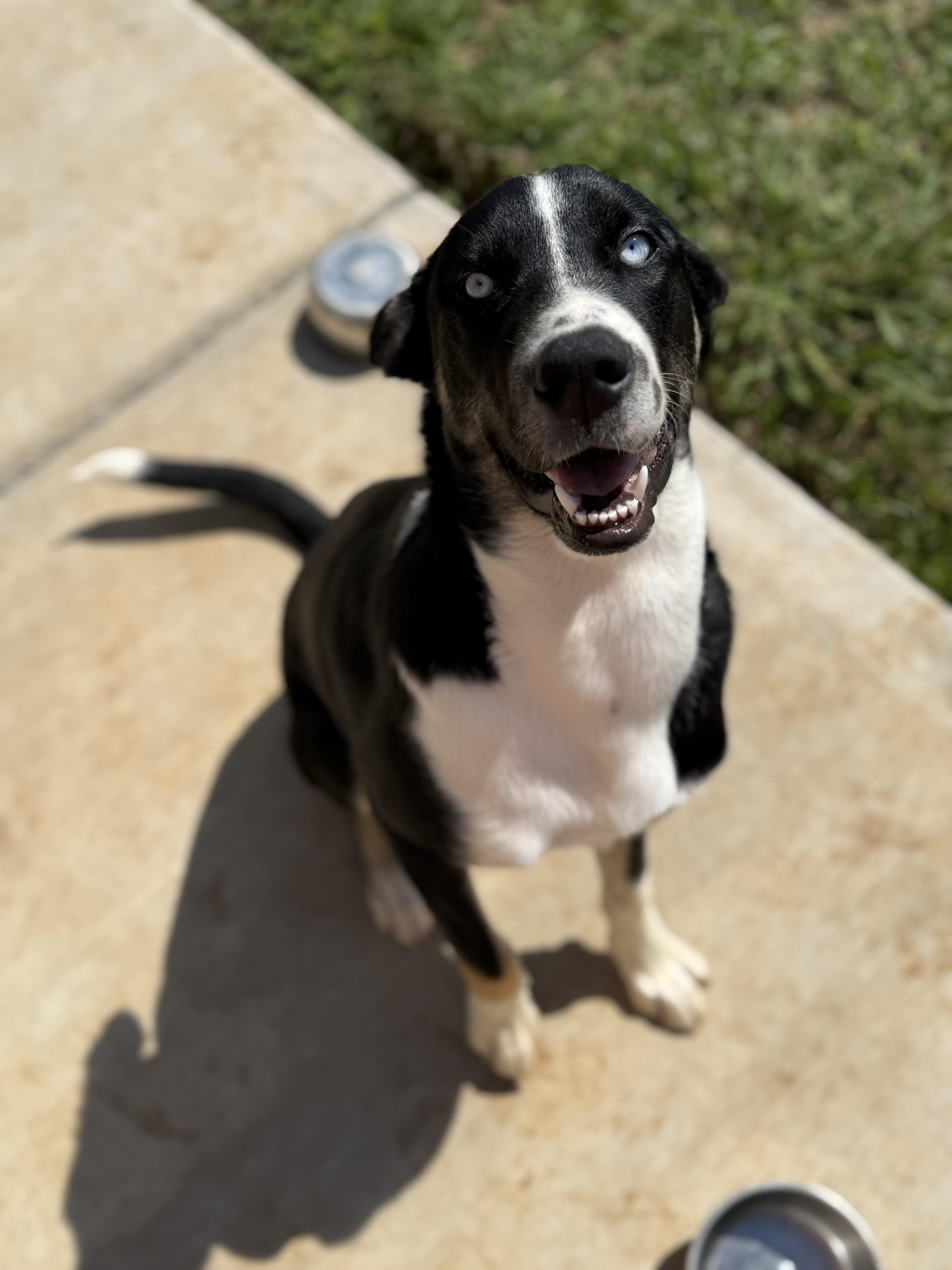 An adult medium-sized male Australian Shepherd dog named Blue for adoption in Talbott, TN