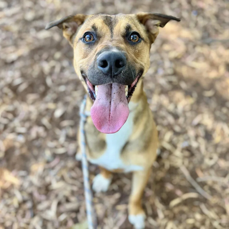 A young large-sized male Pit Bull Terrier dog named Carmel for adoption in Oakland, CA