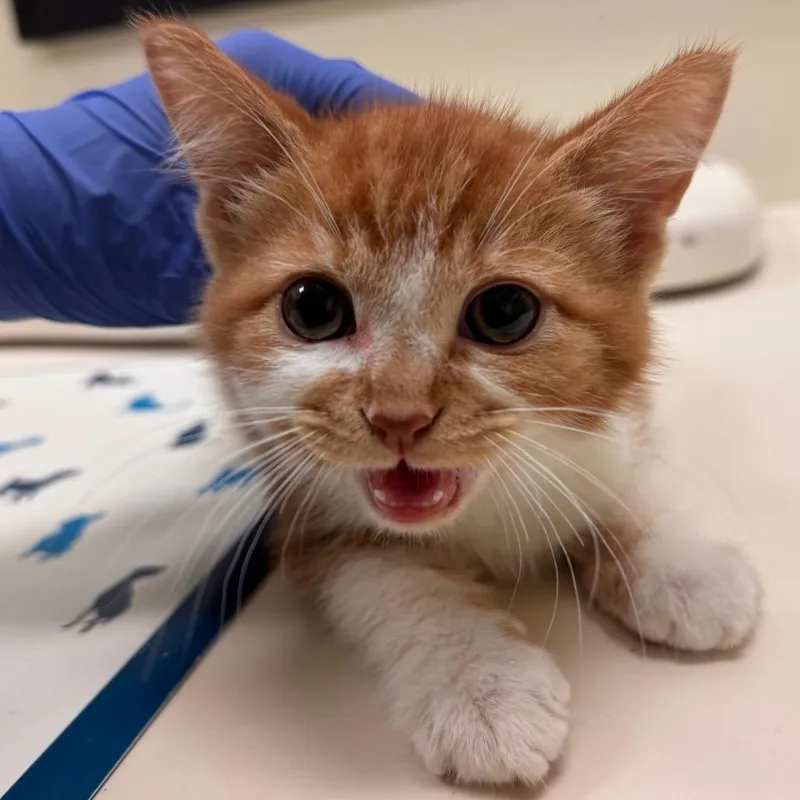A baby small-sized male Orange / Red Domestic Short Hair cat named Bowie for adoption in Lynchburg, VA