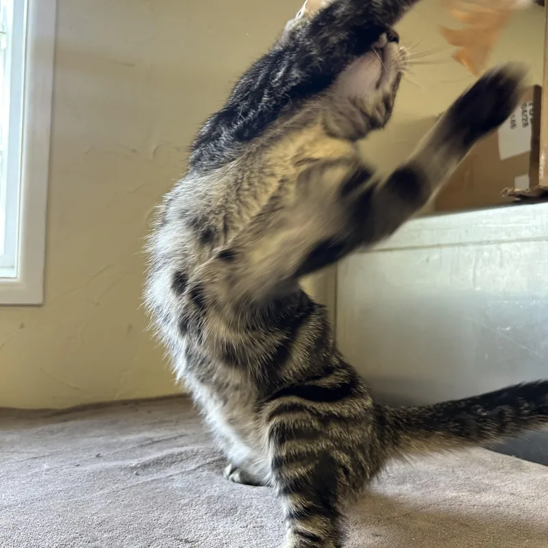 A baby medium-sized male Tabby (Brown / Chocolate) Domestic Short Hair cat named Gecko for adoption in Toledo, OH