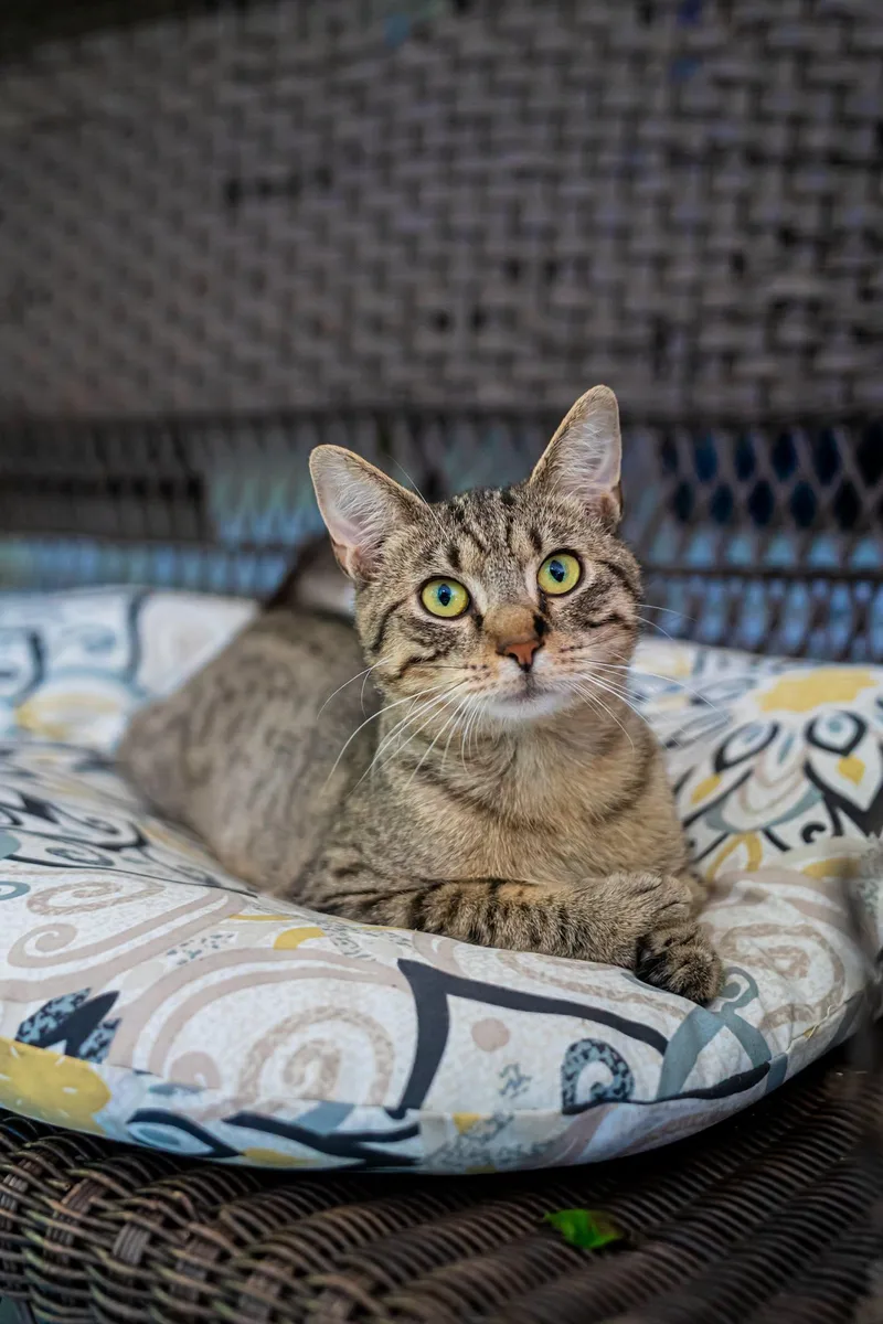 An adult medium-sized male Tabby (Buff / Tan / Fawn) Domestic Short Hair cat named Moon Moon for adoption in Dellslow, WV