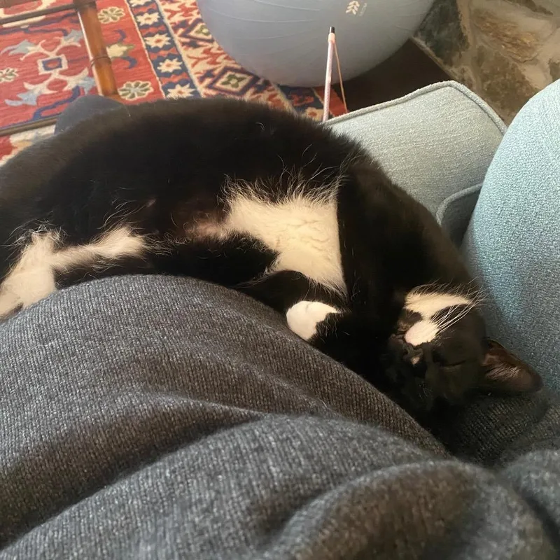 A senior small-sized female Domestic Short Hair cat named Pecan for adoption in Silver Spring, MD