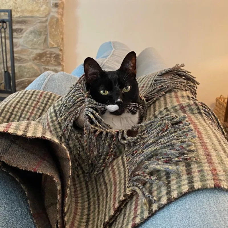Pecan thumbnail 2