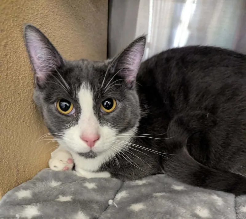 A baby large-sized male Domestic Short Hair cat named Shieva for adoption in South Bend, IN
