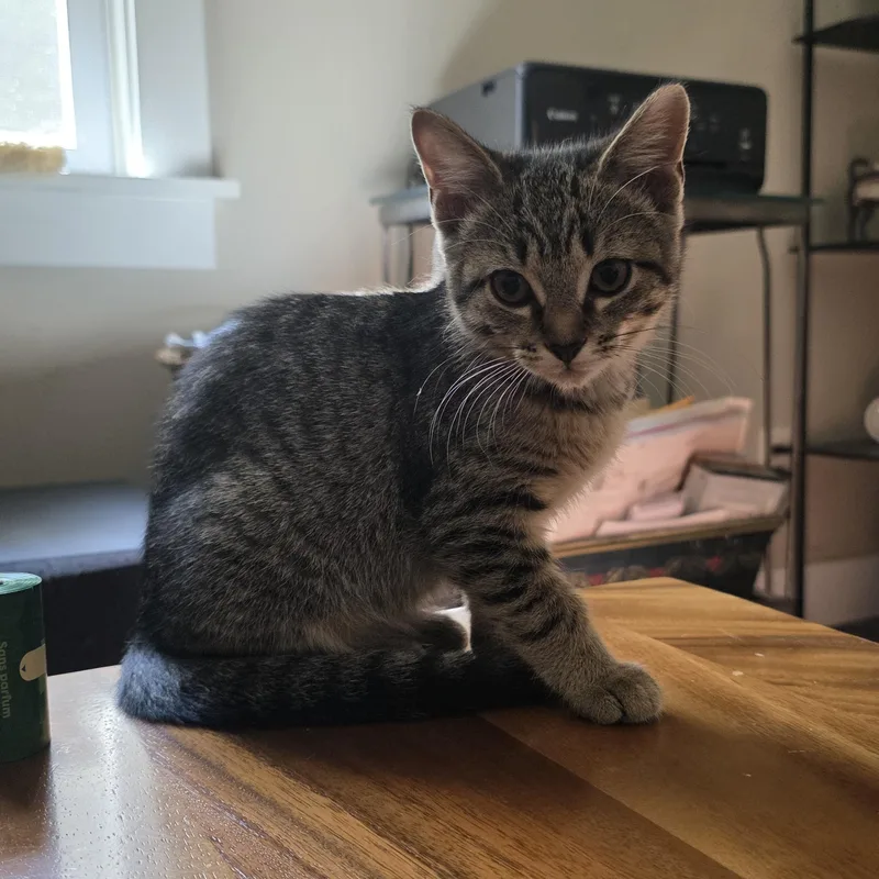 A baby small-sized female Tabby (Buff / Tan / Fawn) Domestic Short Hair cat named Microburst for adoption in Richmond, VA