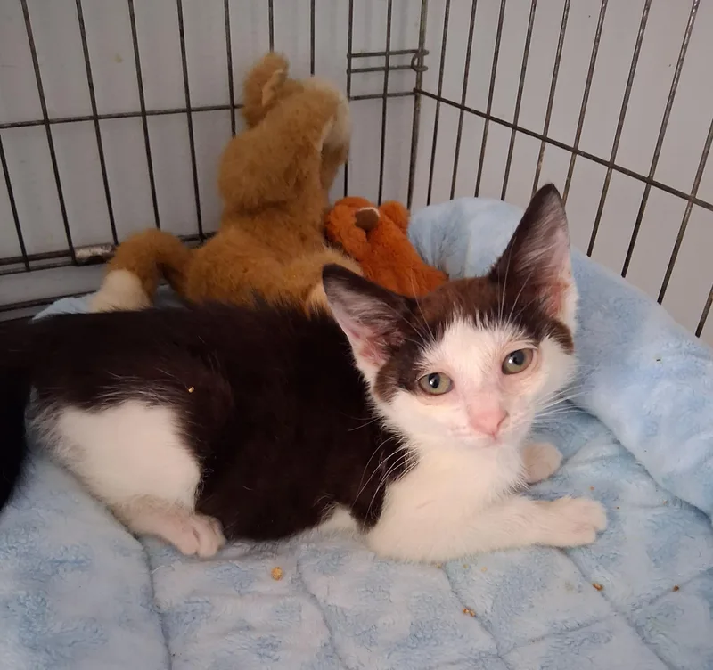 A baby medium-sized female Black & White / Tuxedo Domestic Short Hair cat named Odette for adoption in Woodside, NY