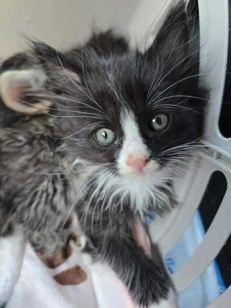 A baby medium-sized male Black & White / Tuxedo Domestic Medium Hair cat named Rex for adoption in Salinas, CA