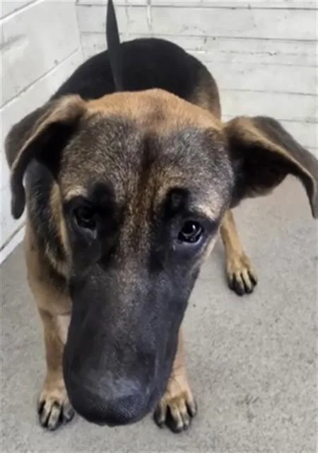 A young large-sized male German Shepherd Dog dog named Norman for adoption in San Bernardino, CA
