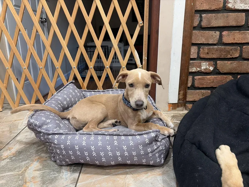 A baby medium-sized female Mixed Breed dog named Blake for adoption in Morganville, NJ
