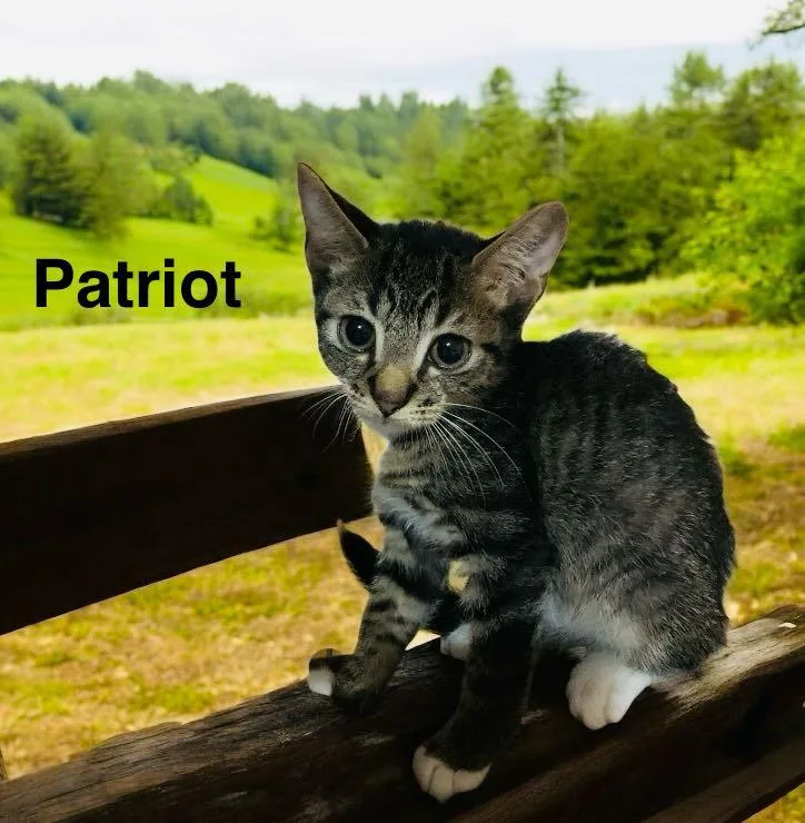 Patriot thumbnail 3