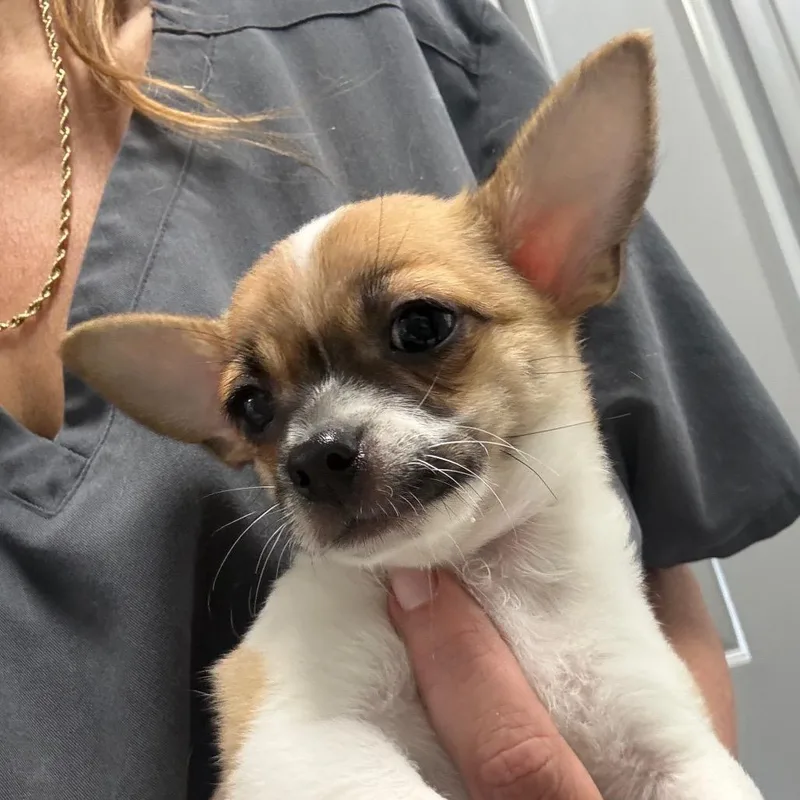 A baby small-sized male White / Cream Chihuahua dog named Russell for adoption in Normal, IL