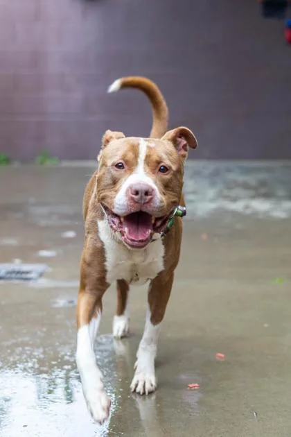An adult large-sized male Mixed Breed dog named Silver for adoption in Chamblee, GA