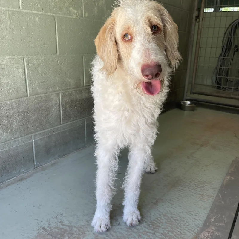 A young medium-sized male Goldendoodle dog named Bandit for adoption in Sebring, FL