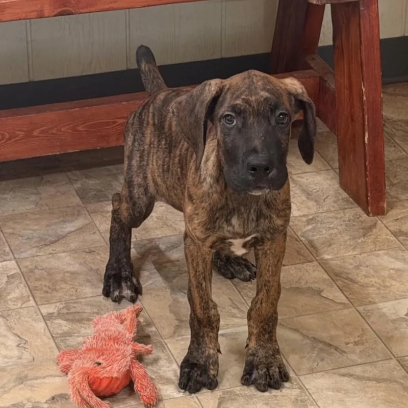 A young extra large-sized male Brindle Great Dane dog named Ace for adoption in Pilot Point, TX