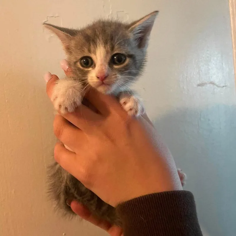 A baby small-sized female Domestic Short Hair cat named Lindy for adoption in Corbin, KY