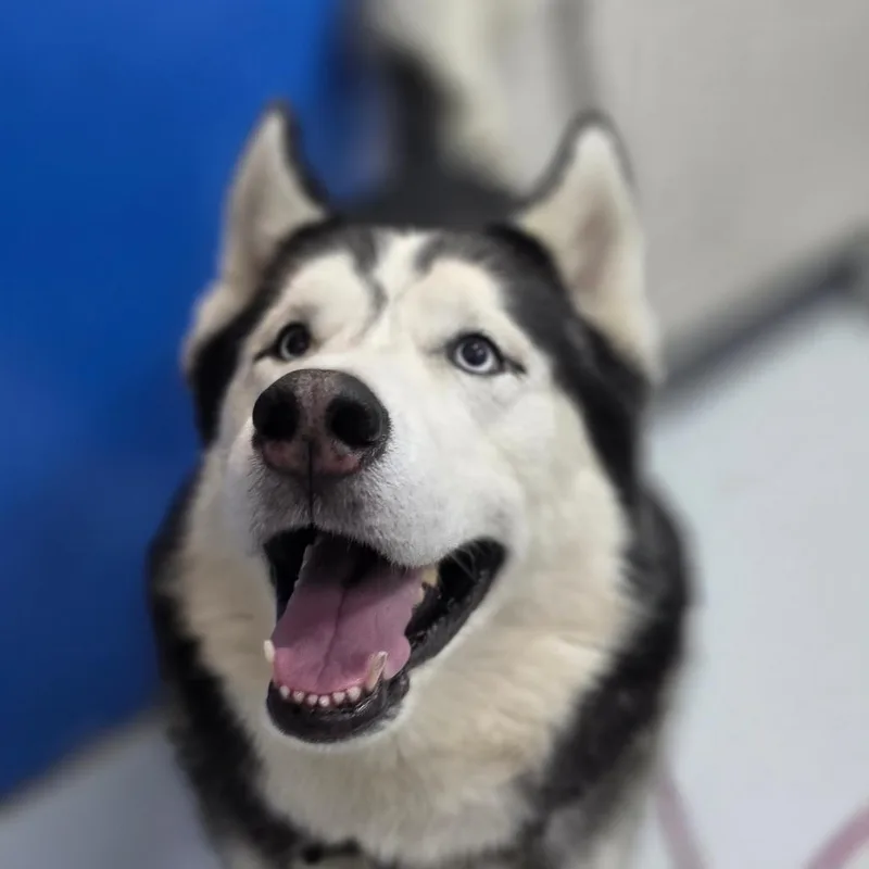 A senior large-sized male Black Husky dog named Sebastian for adoption in Huntsville, AL