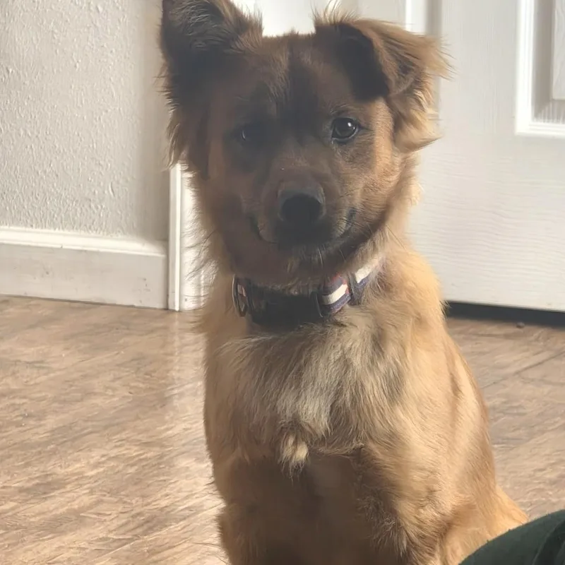 An adult medium-sized male Pomeranian dog named Jonothan for adoption in Sandia Park, NM
