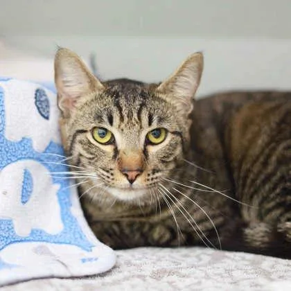 An adult small-sized male Brown / Chocolate Domestic Short Hair cat named Charlie for adoption in Atlanta, GA