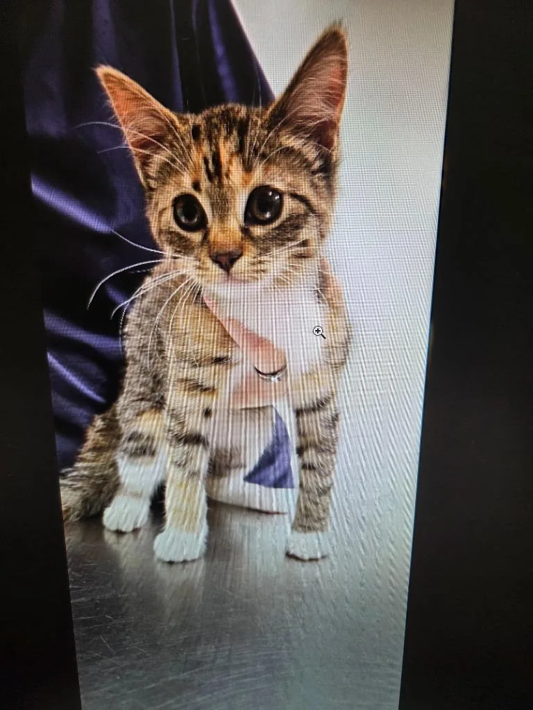 A baby small-sized female Domestic Short Hair cat named Mailey for adoption in Athens, TN