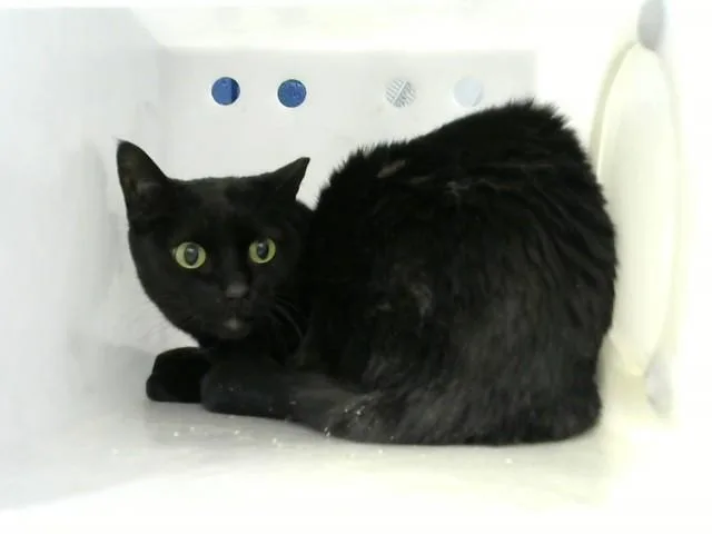A young medium-sized male Domestic Long Hair cat named Wybie for adoption in Albuquerque, NM