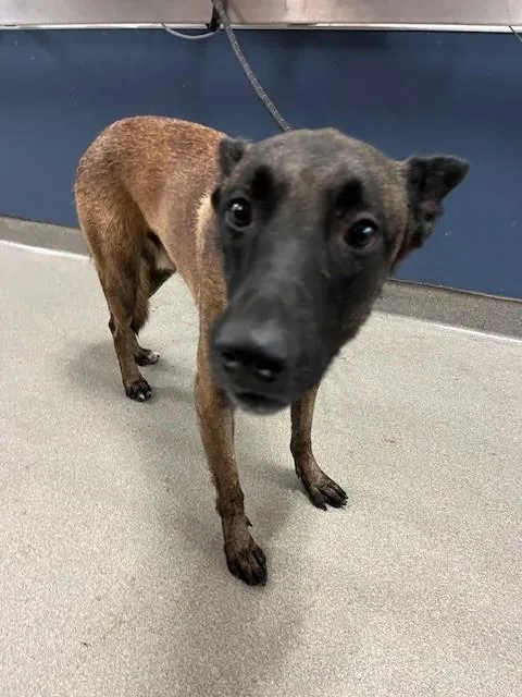 A young large-sized male Belgian Shepherd / Malinois dog named Jake for adoption in Miami, FL
