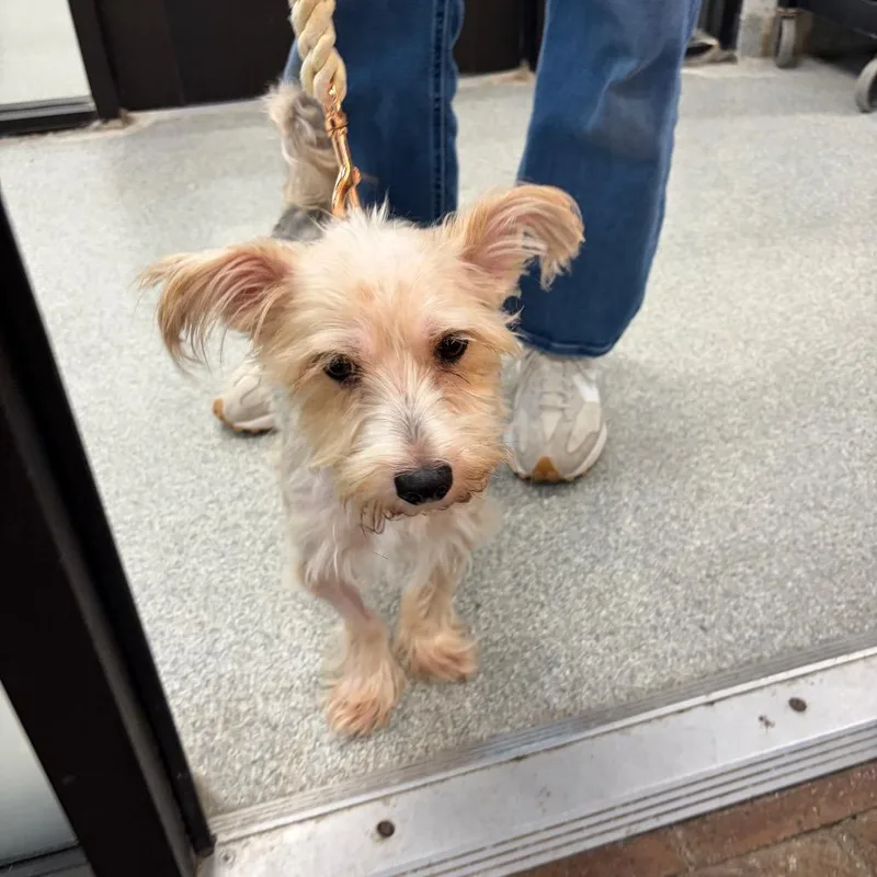 A senior small-sized male Yorkshire Terrier dog named Henry for adoption in Hinsdale, IL