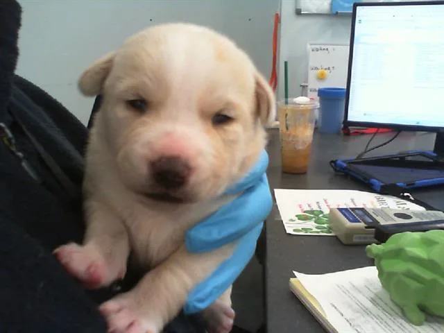 A baby small-sized female Mixed Breed dog named Molly for adoption in Charlotte, NC