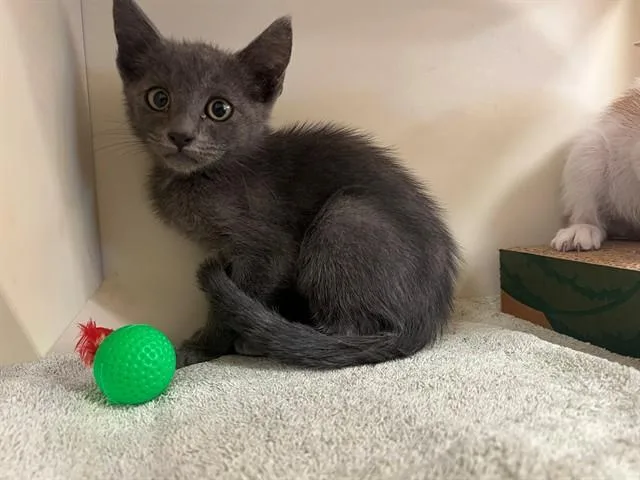 A baby small-sized male Domestic Short Hair cat named Pax for adoption in Blythe, CA