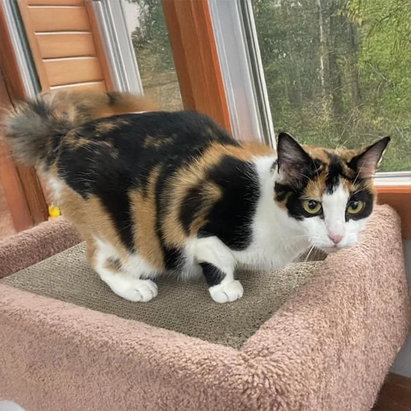 Callie Anne C thumbnail 4