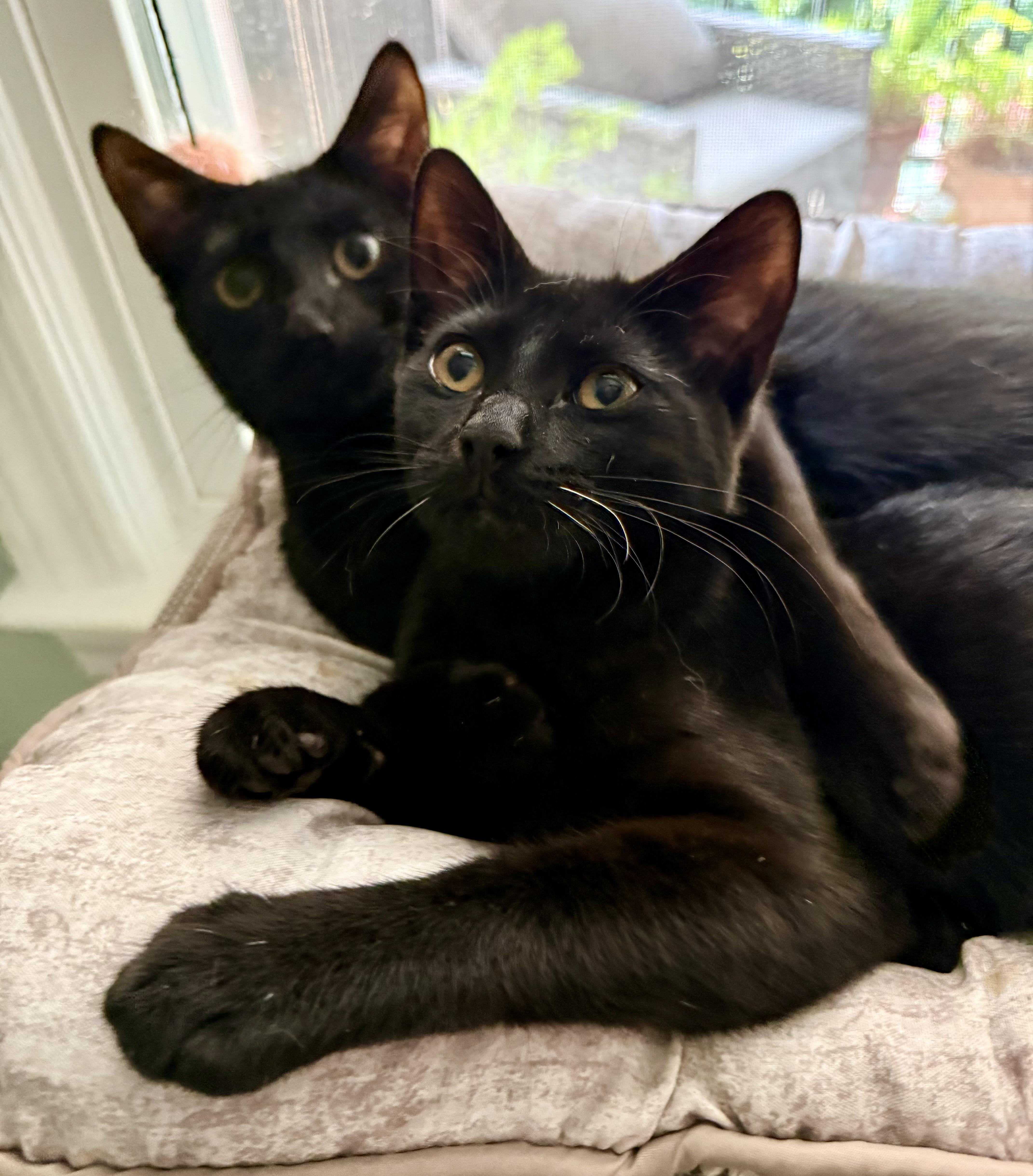 A baby medium-sized male Black Domestic Short Hair cat named Asher for adoption in Seneca, SC