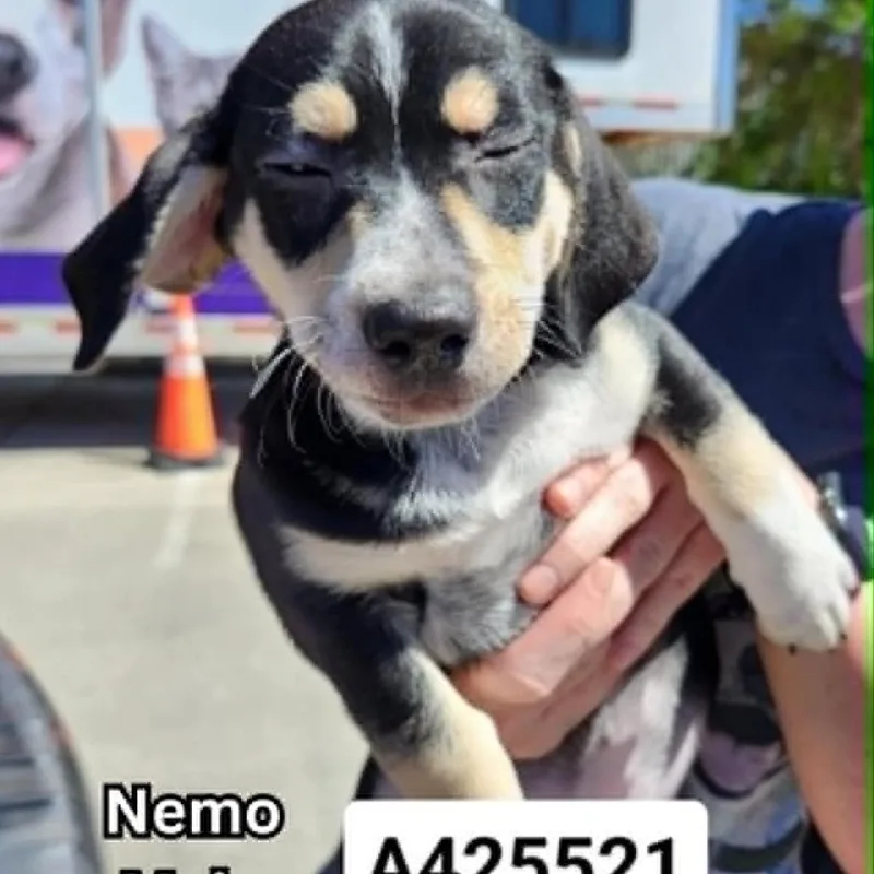 Nemo
