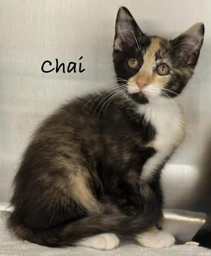 A baby medium-sized female Calico Domestic Medium Hair cat named Chai for adoption in Pawleys Island, SC